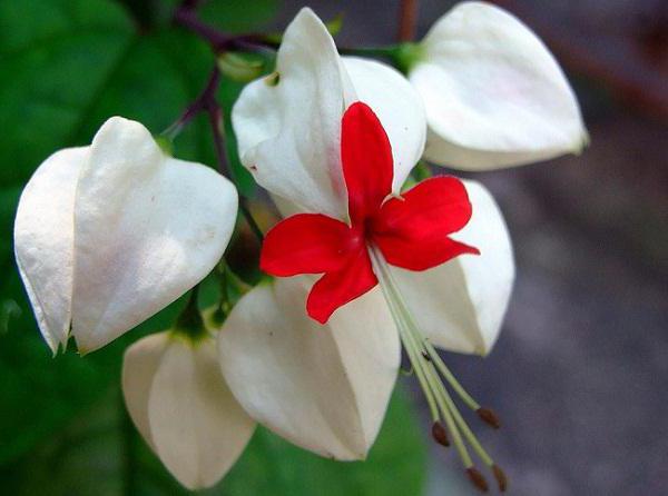 Clerodendrum Thompson foto