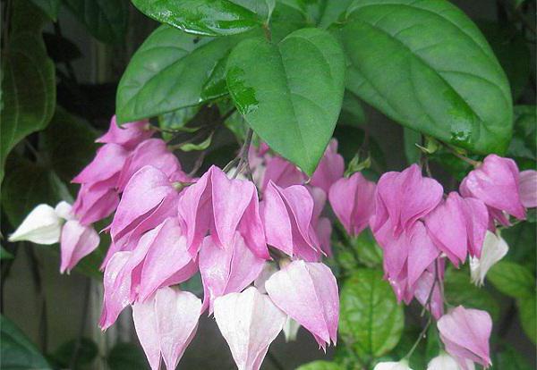 Tunderea Clerodendrum Thompson