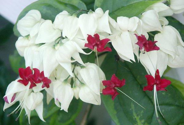 Clerodendrum Thompson reproduction