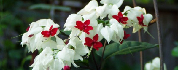 Clerodendrum Thompson - care and reproduction at home photo video
