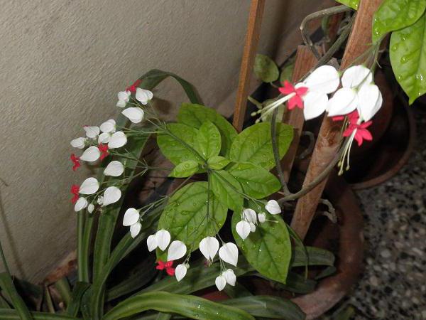 Clerodendrum Thompson home care