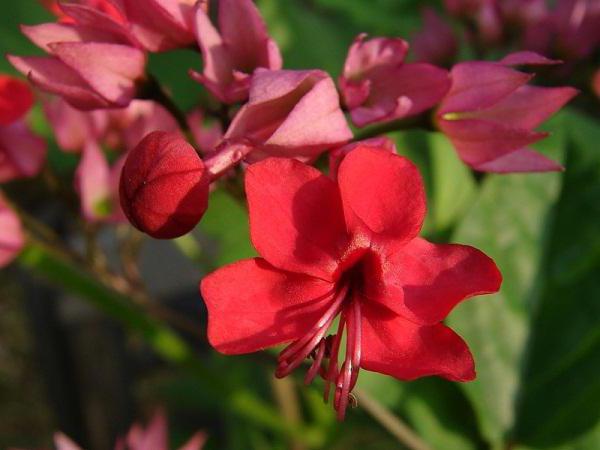 Clerodendrum Thompson doma