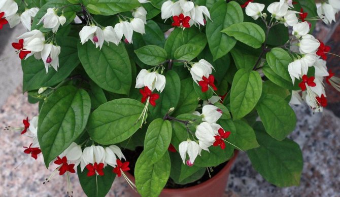 Clerodendrum طومسون