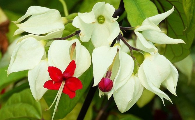 Clerodendrul lui Thompson