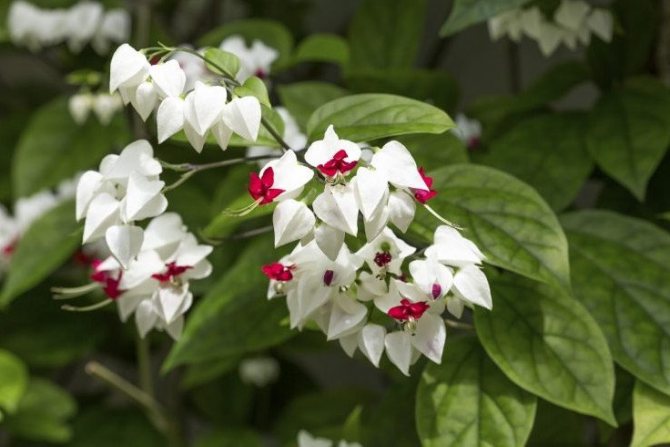 Thompson's Clerodendrum