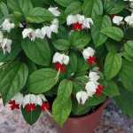 Clerodendrum Thompson