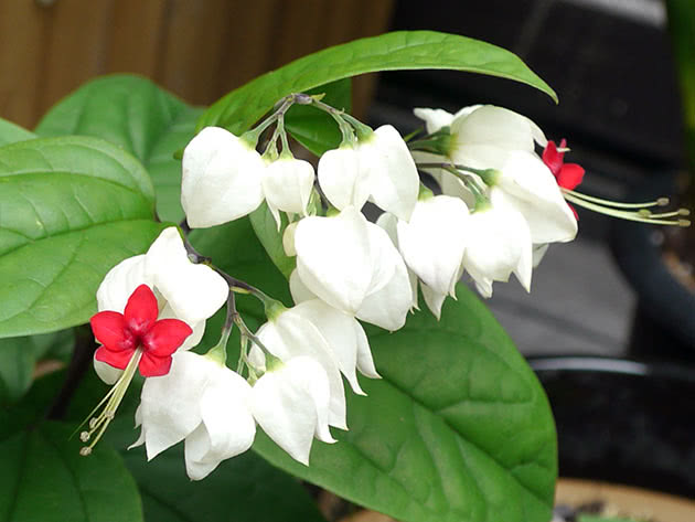 Thomsons Clerodendrum / Clerodendrum thomsoniae