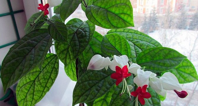 Thomson's clerodendrum