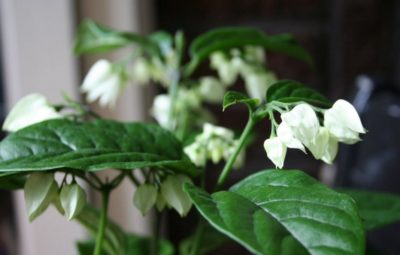 Грижа за Clerodendrum