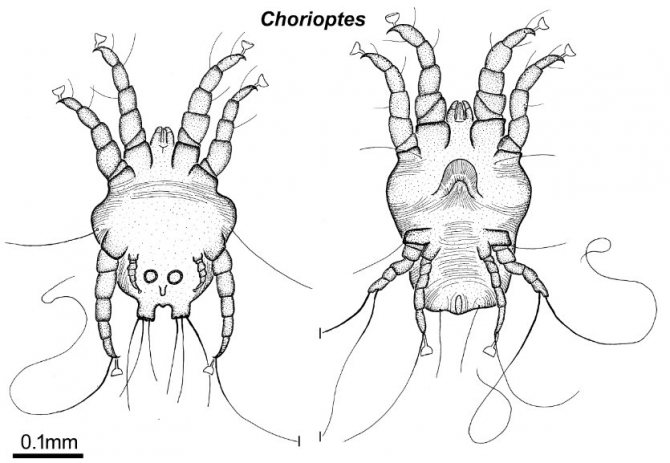 Chorioptosis mite