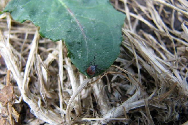 Mite on a leaf