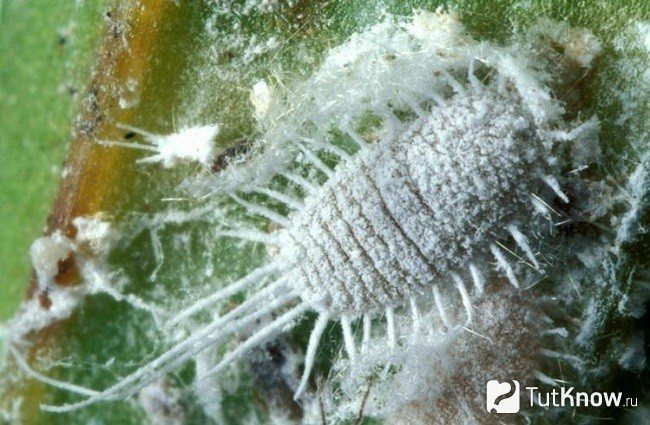 Mite on the stem of neodypsis