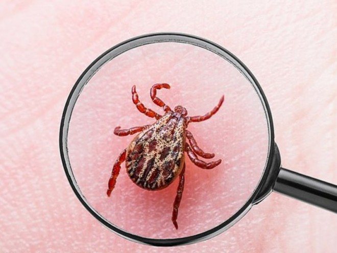 A tick under a magnifying glass
