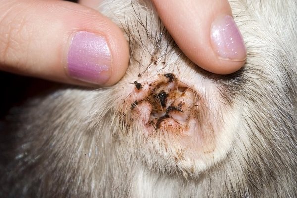 ticks from cats to humans