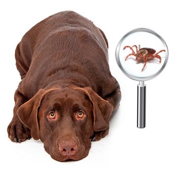 Ticks in a dog