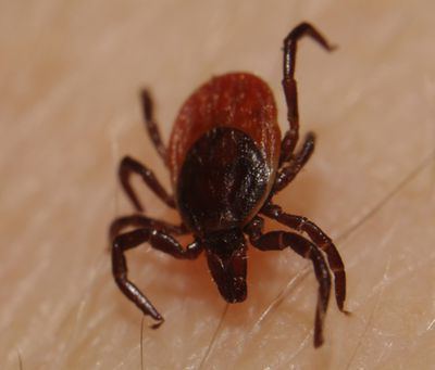 Ticks: types, features, lifestyle and danger to humans