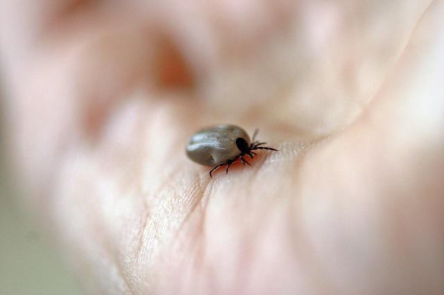 Ticks: types, features, lifestyle and danger to humans