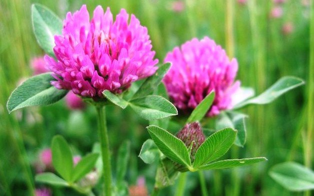 Red clover