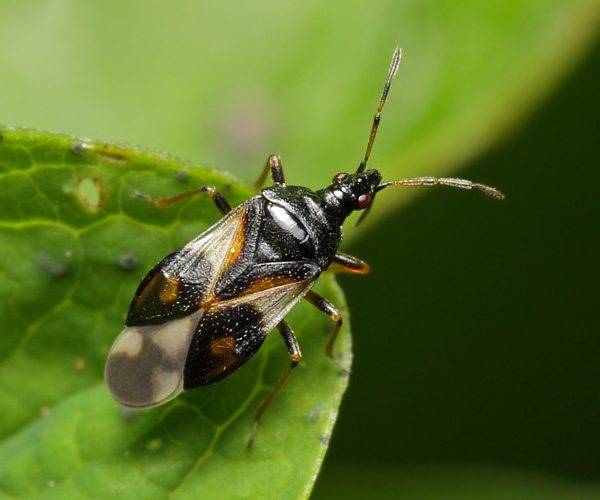 Bug Anthocoris nemorum foto