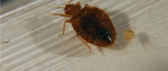 Bedbug at nymph