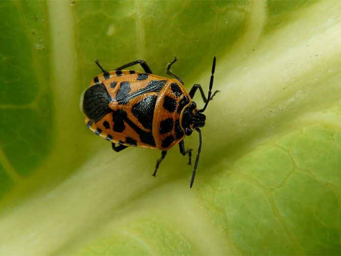 Cabbage bug