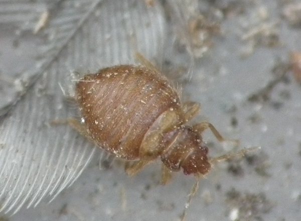 Foto Bug Oeciacus