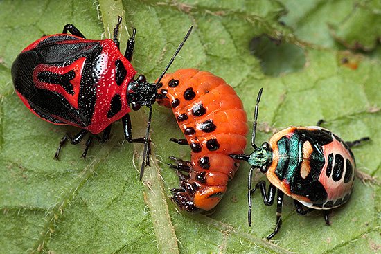 Ang dalwang daang perillus bug ay isang likas na kalaban ng beetle ng patatas ng Colorado.