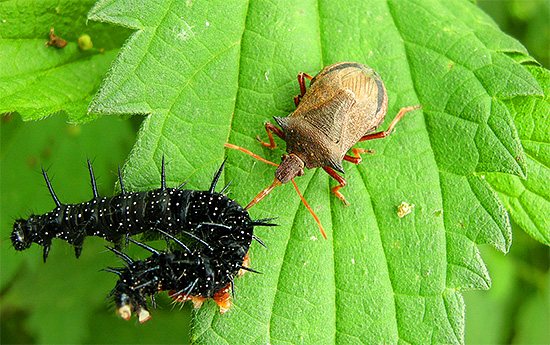 Pikromerus-buggen äter ett stort antal larver och sparar därmed växter från dem.