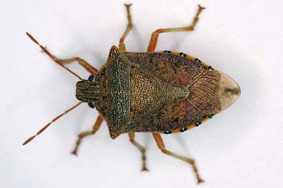 Bug Podisus maculiventris litrato