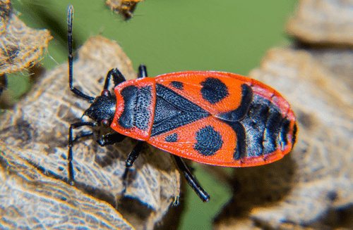 bug soldier in the garden