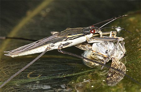 The water strider bug has a piercing-sucking proboscis