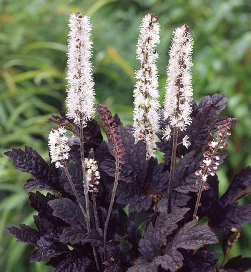 Black cohosh from stink bugs