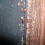 Bedbugs och deras ägg på soffans klädsel.
