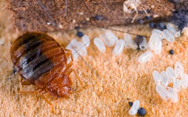Bed bugs and their eggs