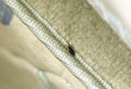 Bed bugs in the mattress: how to get rid of, why do they appear? How to poison on your own?