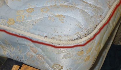 Bed bugs in the mattress: how to get rid of, why do they appear? How to poison on your own?