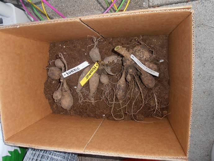 Until the end of March, tubers are usually stored in special storage facilities, where special conditions have been created that do not allow them to deteriorate.