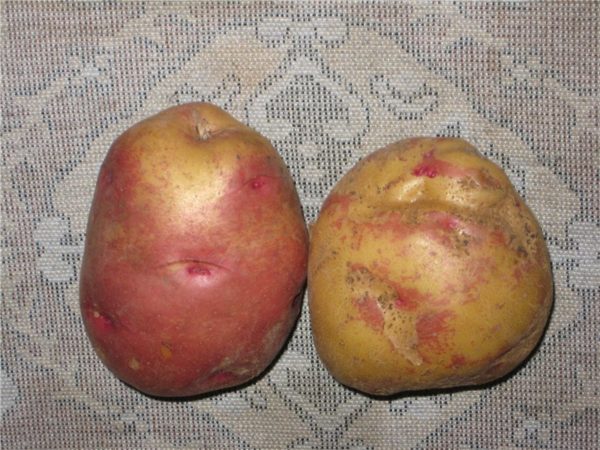 Tubercules de pomme de terre Ivan da Marya