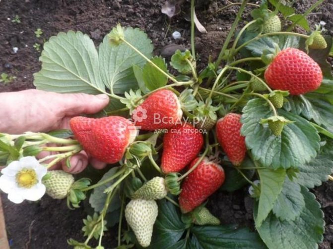 Strawberry Albion: perihalan varietas dengan ciri dan ulasan, ciri penanaman dan penanaman, foto