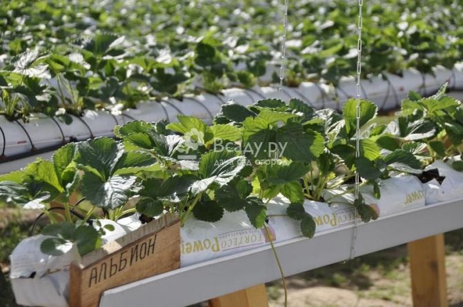 Strawberry Albion - hydroponic cultivation