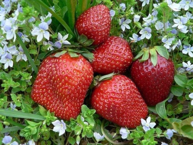 jordgubbar Asien