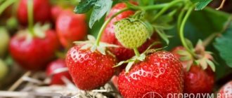 Strawberry Bereginya (în imagine) are un randament ridicat, dimensiuni mari și gust de desert de fructe de pădure