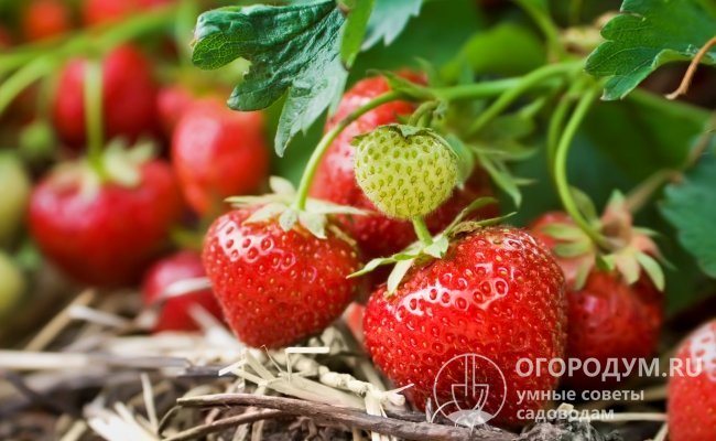 Ang Strawberry Bereginya (nakalarawan) ay may mataas na ani, malaking sukat at panlasa ng lasa ng mga berry