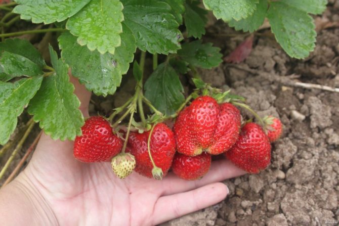 strawberry bereginya