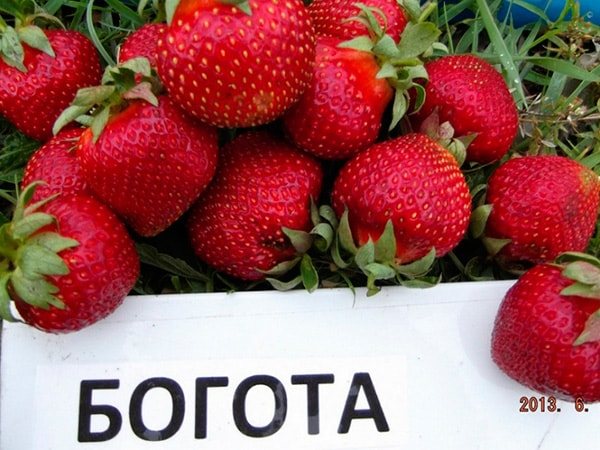 strawberry-bogota-photo