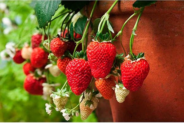 Strawberry-Bolero-larawan