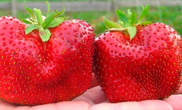 strawberry-chamora-turusi-photo