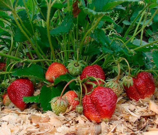 strawberry-darenka-foto