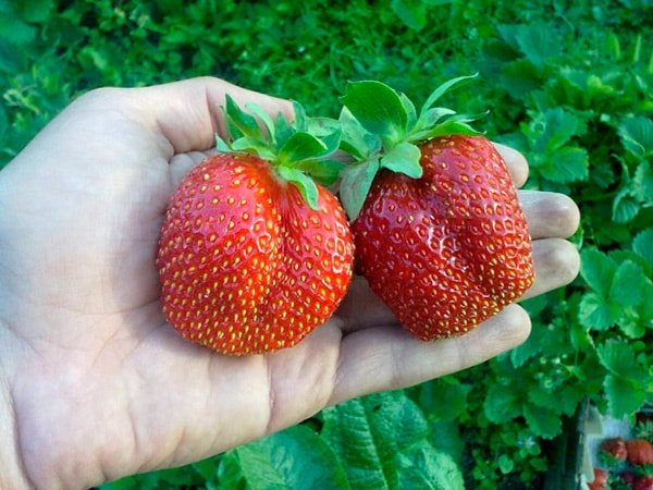 strawberry-eldorado-photo