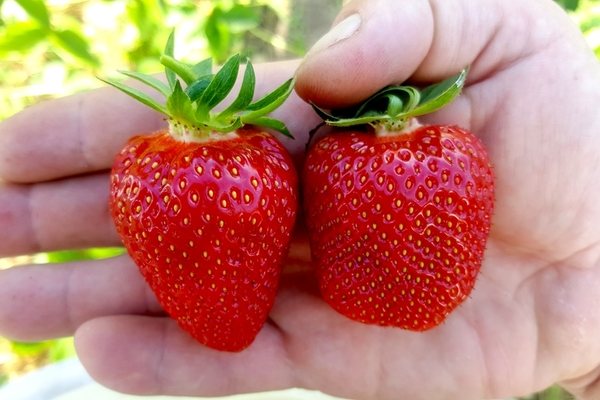 paglalarawan ng iba't ibang strawberry